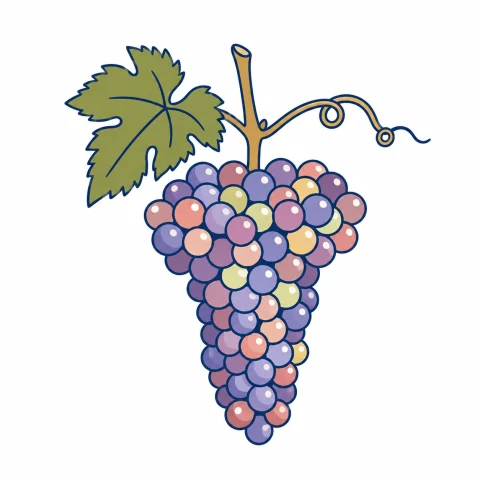 ピノ・グリのイラスト