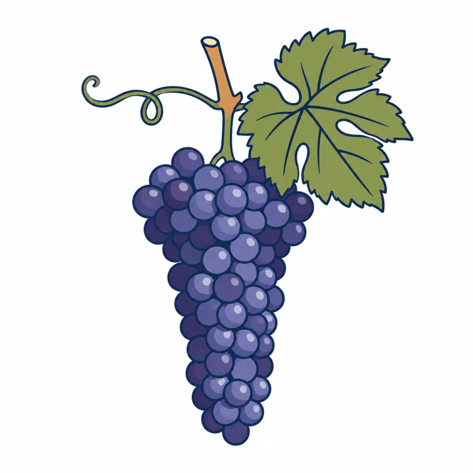 シラー（Syrah）のイラスト