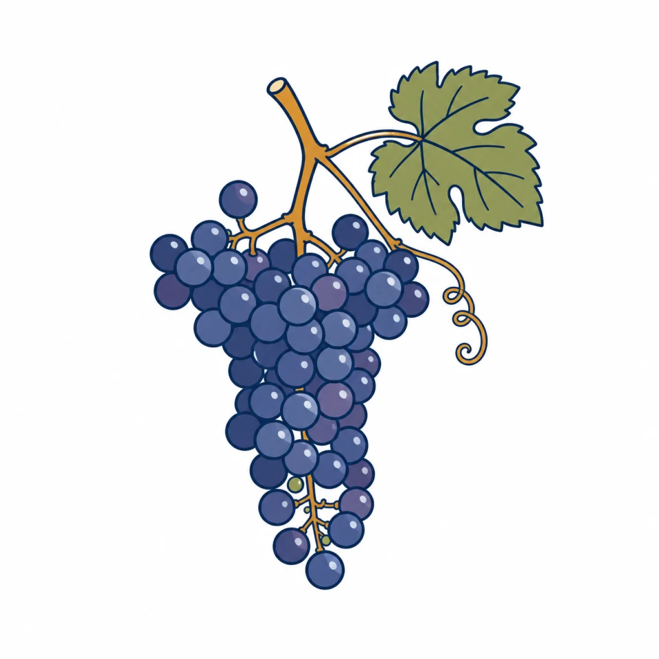 ヤマ・ソービニオン（Yama Sauvignon）のイラスト